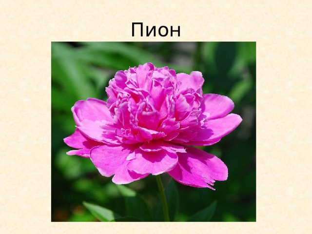 Пион 