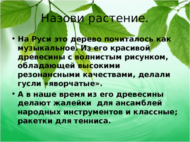 Назови растение. На Руси это дерево почиталось как музыкальное. Из его красивой древесины с волнистым рисунком, обладающей высокими резонансными качествами, делали гусли «яворчатые». А в наше время из его древесины делают жалейки  для ансамблей народных инструментов и классные; ракетки для тенниса.  