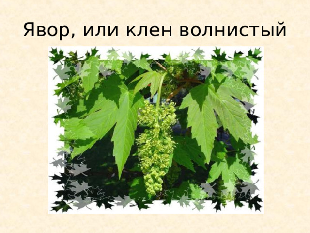 Явор, или клен волнистый 