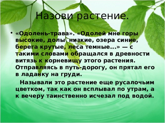 Назови растение. «Одолень-трава». «Одолей мне горы высокие, долы  низкие, озера синие, берега крутые, леса темные...» — с такими словами обращался в древности витязь к корневищу этого растения. Отправляясь в путь-дорогу, он прятал его в ладанку на груди.  Называли это растение еще русалочьим цветком, так как он всплывал по утрам, а к вечеру таинственно исчезал под водой.   
