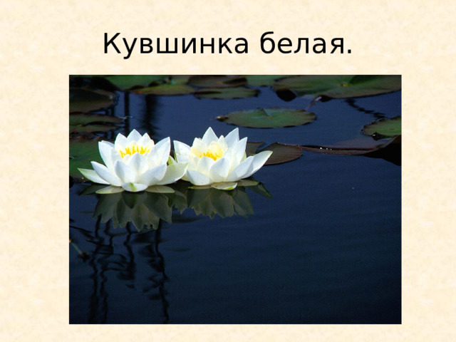 Кувшинка белая. 