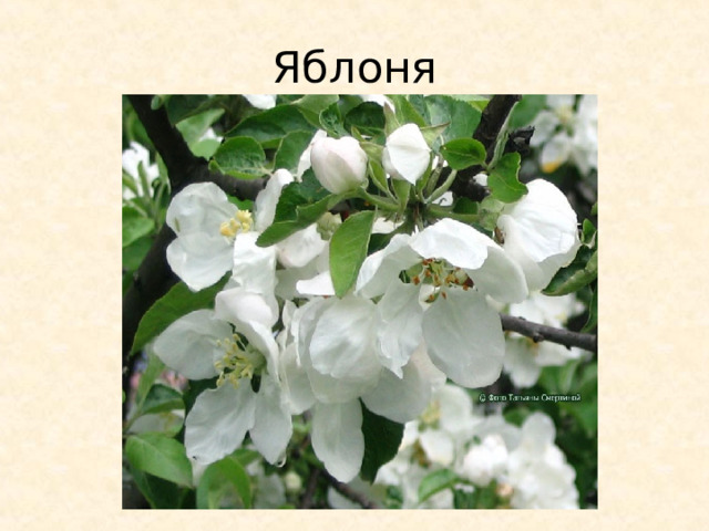Яблоня 