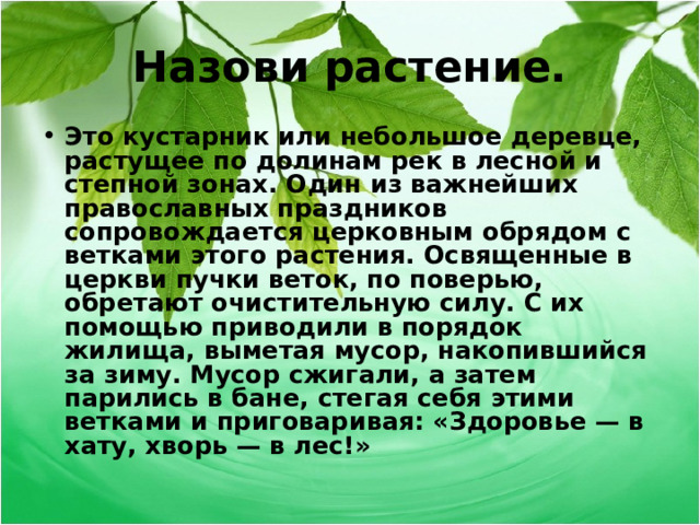 Назови растение. Это кустарник или небольшое деревце, растущее по долинам рек в лесной и степной зонах. Один из важнейших православных праздников сопровождается церковным обрядом с ветками этого растения. Освященные в церкви пучки веток, по поверью, обретают очистительную силу. С их помощью приводили в порядок жилища, выметая мусор, накопившийся за зиму. Мусор сжигали, а затем парились в бане, стегая себя этими ветками и приговаривая: «Здоровье — в хату, хворь — в лес!»  
