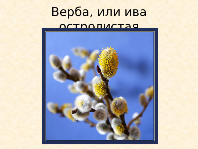 Верба, или ива остролистая 