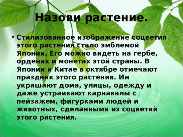 Назови растение. Стилизованное изображение соцветия этого растения стало эмблемой Японии. Его можно видеть на гербе, орденах и монетах этой страны. В Японии и Китае в октябре отмечают праздник этого растения. Им украшают дома, улицы, одежду и даже устраивают карнавалы с пейзажем, фигурками людей и животных, сделанными из соцветий этого растения.  