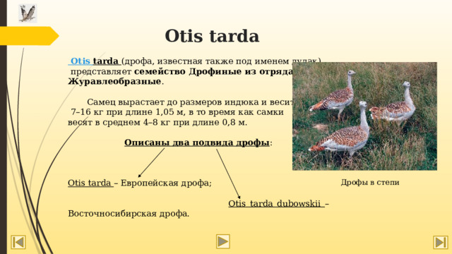 Otis tarda Otis tarda (дрофа, известная также под именем дудак)  представляет семейство Дрофиные из отряда Журавлеобразные .  Самец вырастает до размеров индюка и весит  7–16 кг при длине 1,05 м, в то время как самки весят в среднем 4–8 кг при длине 0,8 м.  Описаны два подвида дрофы : Otis tarda – Европейская дрофа;  Otis tarda dubowskii – Восточносибирская дрофа. Дрофы в степи  