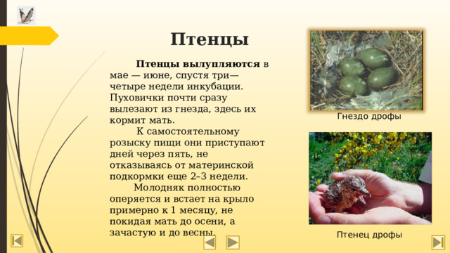 Птенцы  Птенцы вылупляются в мае — июне, спустя три—четыре недели инкубации. Пуховички почти сразу вылезают из гнезда, здесь их кормит мать.  К самостоятельному розыску пищи они приступают дней через пять, не отказываясь от материнской подкормки еще 2–3 недели.   Молодняк полностью оперяется и встает на крыло примерно к 1 месяцу, не покидая мать до осени, а зачастую и до весны. Гнездо дрофы Птенец дрофы 