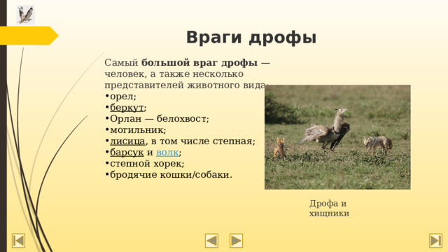   Враги дрофы   Самый  большой враг дрофы —  человек, а также несколько представителей животного вида: орел; беркут ; Орлан — белохвост; могильник; лисица , в том числе степная; барсук   и  волк ; степной хорек; бродячие кошки/собаки. Дрофа и хищники 