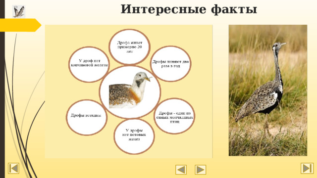 Интересные факты 
