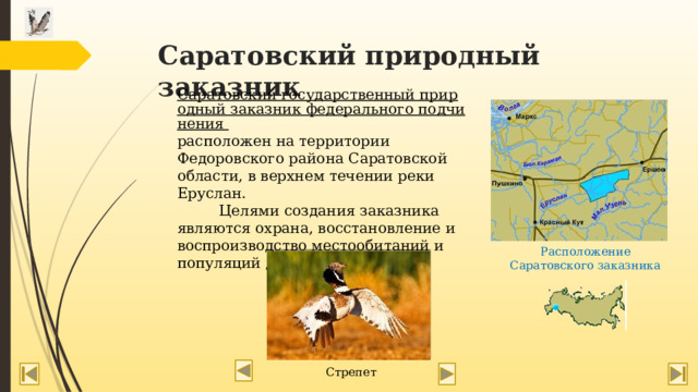 Саратовский природный заказник Саратовский государственный природный заказник федерального подчинения расположен на территории Федоровского района Саратовской области, в верхнем течении реки Еруслан.  Целями создания заказника являются охрана, восстановление и воспроизводство местообитаний и популяций дрофы и стрепета. Расположение Саратовского заказника   Стрепет  