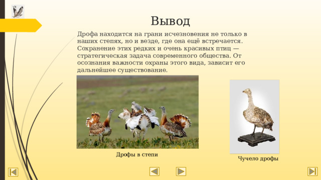 Вывод Дрофа находится на грани исчезновения не только в наших степях, но и везде, где она ещё встречается. Сохранение этих редких и очень красивых птиц — стратегическая задача современного общества. От осознания важности охраны этого вида, зависит его дальнейшее существование. Дрофы в степи Чучело дрофы 