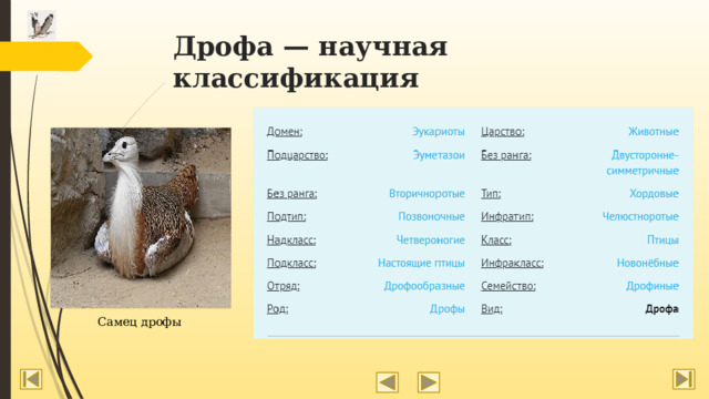 Дрофа — научная классификация Самец дрофы 