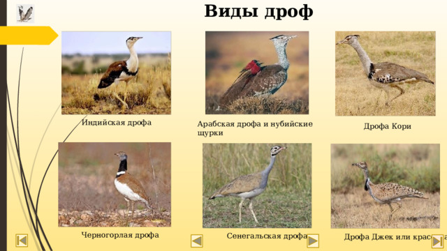 Виды дроф Индийская дрофа Арабская дрофа и нубийские щурки Дрофа Кори Черногорлая дрофа Сенегальская дрофа Дрофа Джек или красотка 