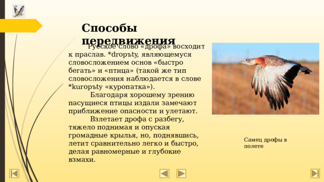 Способы передвижения  Русское слово «дрофа» восходит к праслав. *dropъty, являющемуся словосложением основ «быстро бегать» и «птица» (такой же тип словосложения наблюдается в слове *kuropъty «куропатка»).  Благодаря хорошему зрению пасущиеся птицы издали замечают приближение опасности и улетают.  Взлетает дрофа с разбегу, тяжело поднимая и опуская громадные крылья, но, поднявшись, летит сравнительно легко и быстро, делая равномерные и глубокие взмахи. Самец дрофы в полете 