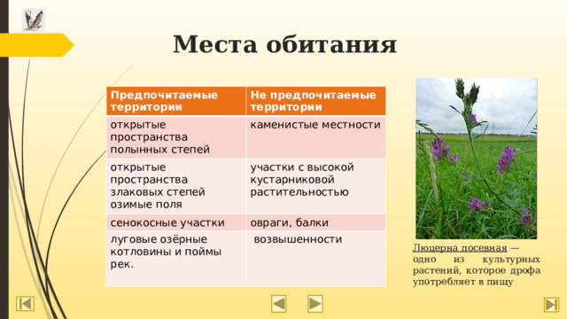 Места обитания Предпочитаемые территории Не предпочитаемые территории открытые пространства полынных степей каменистые местности открытые пространства злаковых степей сенокосные участки озимые поля участки с высокой кустарниковой растительностью овраги, балки луговые озёрные котловины и поймы рек.  возвышенности Люцерна посевная  — одно из культурных растений, которое дрофа употребляет в пищу 