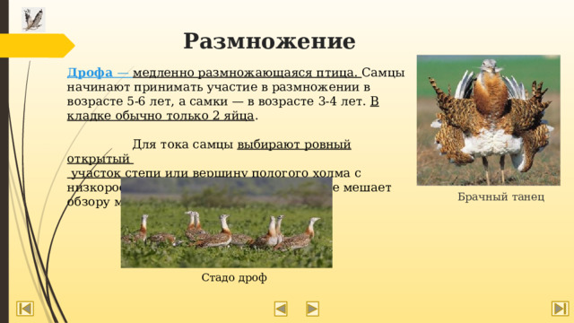 Размножение Дрофа — медленно размножающаяся птица. Самцы начинают принимать участие в размножении в возрасте 5-6 лет, а самки — в возрасте 3-4 лет. В кладке обычно только 2 яйца .  Для тока самцы выбирают ровный открытый  участок степи или вершину пологого холма с низкорослой растительностью, которая не мешает обзору местности. Брачный танец Стадо дроф 