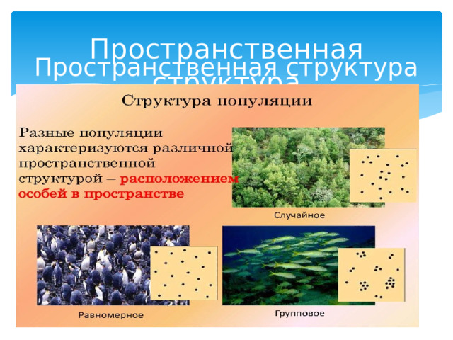 Пространственная структура Пространственная структура 