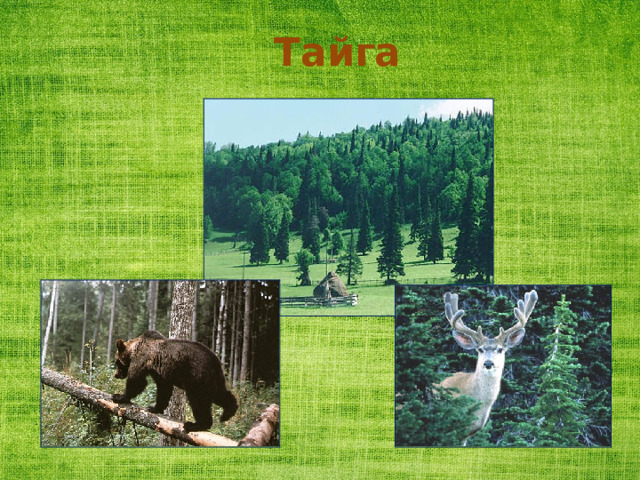 Тайга 