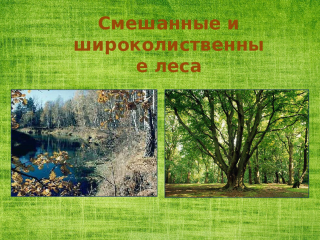 Смешанные и широколиственные леса 