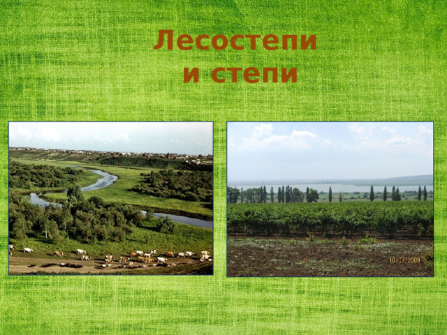 Лесостепи  и степи 