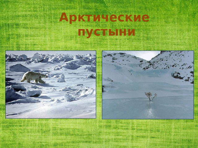 Арктические  пустыни 