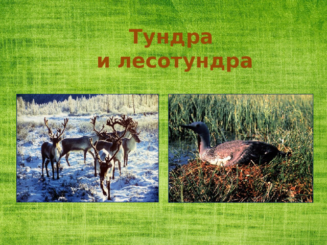 Тундра  и лесотундра 