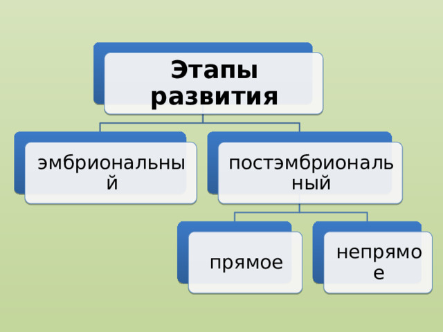 Этапы развития эмбриональный постэмбриональный прямое непрямое 