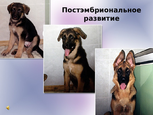 Постэмбриональное развитие 