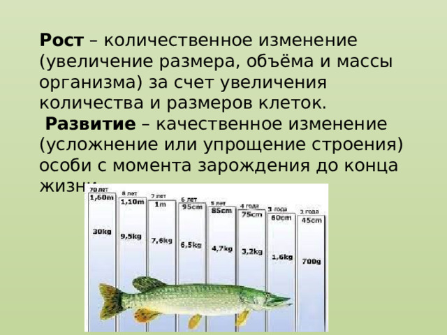 Рост  – количественное изменение (увеличение размера, объёма и массы организма) за счет увеличения количества и размеров клеток.   Развитие  – качественное изменение (усложнение или упрощение строения) особи с момента зарождения до конца жизни. 