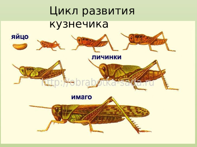 Цикл развития кузнечика 