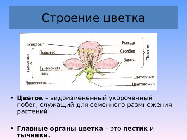 Строение цветка Цветок – видоизмененный укороченный побег, служащий для семенного размножения растений.  Главные органы цветка – это пестик и тычинки. 