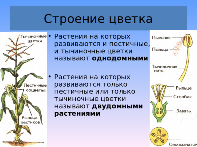 Строение цветка Растения на которых развиваются и пестичные, и тычиночные цветки называют однодомными  Растения на которых развиваются только пестичные или только тычиночные цветки называют двудомными растениями  