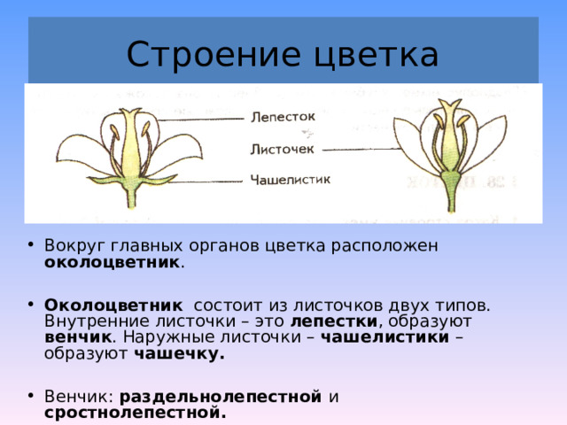 Строение цветка Вокруг главных органов цветка расположен околоцветник .  Околоцветник состоит из листочков двух типов. Внутренние листочки – это лепестки , образуют венчик . Наружные листочки – чашелистики – образуют чашечку.  Венчик: раздельнолепестной и сростнолепестной. 