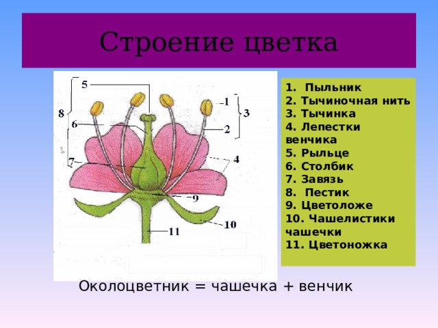 Строение цветка 1. Пыльник 2. Тычиночная нить 3. Тычинка 4. Лепестки венчика 5. Рыльце 6. Столбик 7. Завязь 8. Пестик 9. Цветоложе 10. Чашелистики чашечки 11. Цветоножка  Околоцветник = чашечка + венчик 