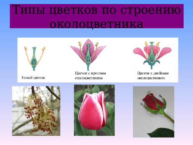 Типы цветков по строению околоцветника 