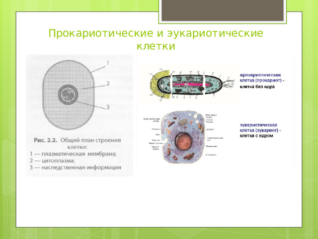 Прокариотические и эукариотические клетки 