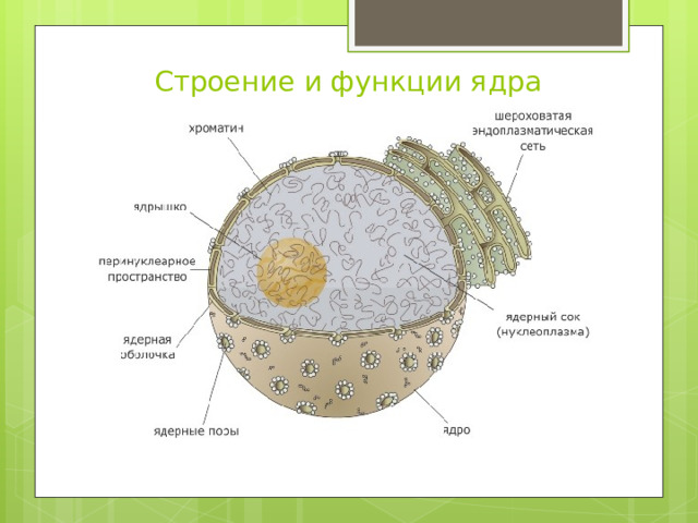 Строение и функции ядра 