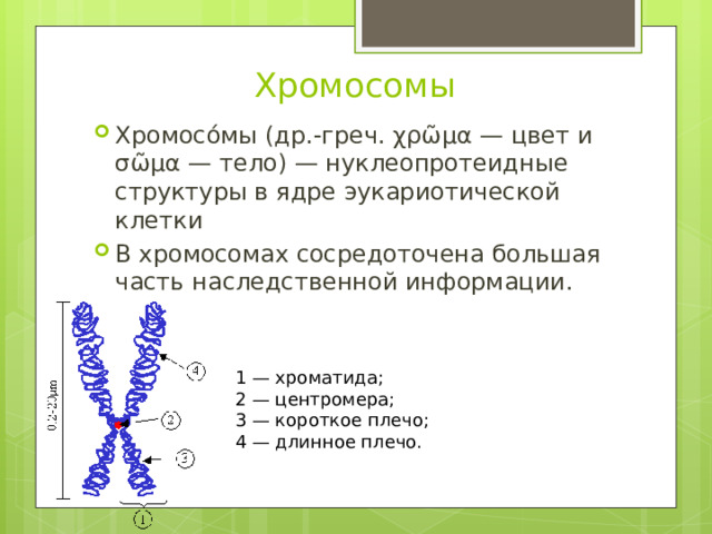 Хромосомы Хромосо́мы (др.-греч. χρῶμα — цвет и σῶμα — тело) — нуклеопротеидные структуры в ядре эукариотической клетки В хромосомах сосредоточена большая часть наследственной информации. 1 — хроматида; 2 — центромера; 3 — короткое плечо; 4 — длинное плечо. 