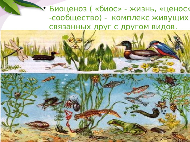 Биоценоз ( «биос» - жизнь, «ценос» -сообщество) - комплекс живущих и связанных друг с другом видов. 
