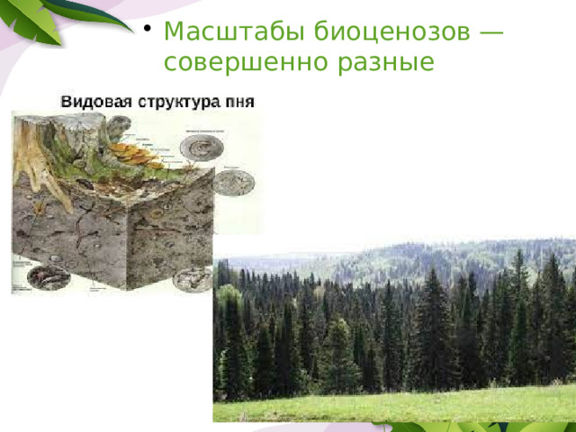 Масштабы биоценозов — совершенно разные 