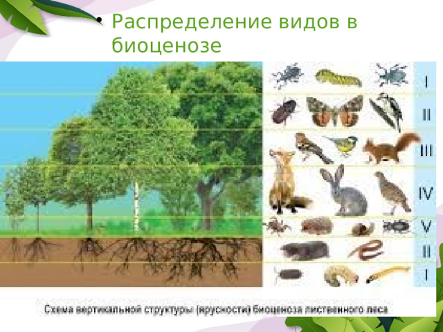 Распределение видов в биоценозе 
