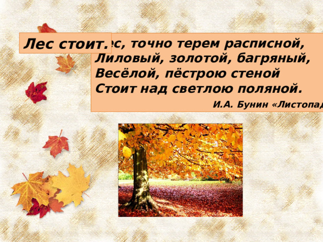 Лес стоит. Лес, точно терем расписной, Лиловый, золотой, багряный, Весёлой, пёстрою стеной Стоит над светлою поляной.  И.А. Бунин «Листопад» 
