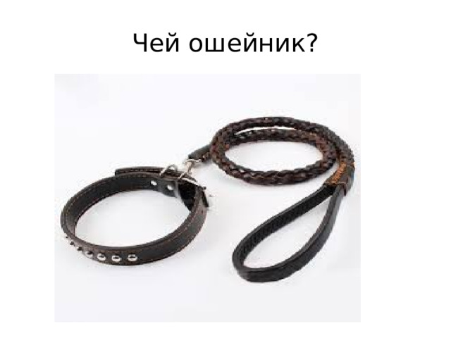 Чей ошейник? 