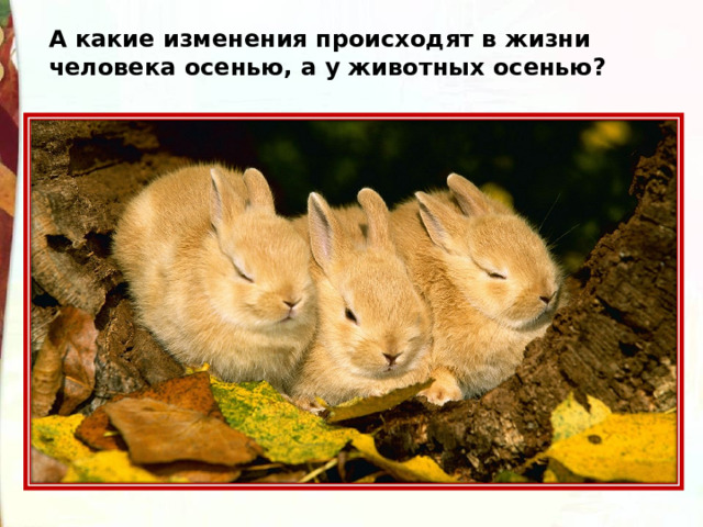 А какие изменения происходят в жизни человека осенью, а у животных осенью? 