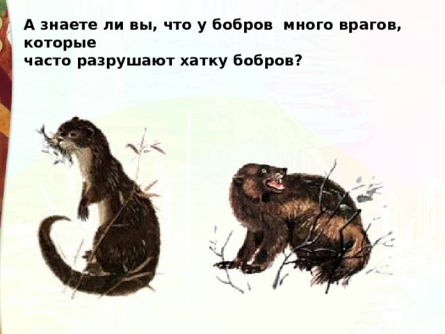 А знаете ли вы, что у бобров  много врагов, которые часто разрушают хатку бобров? 