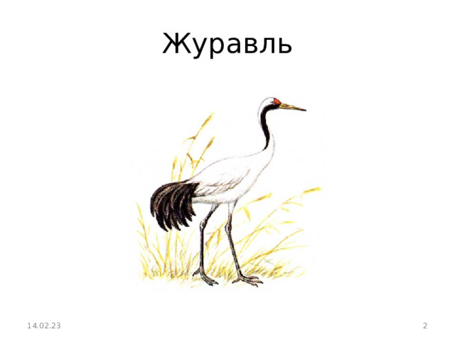 Журавль 14.02.23  