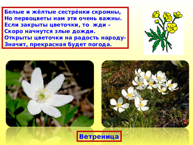 Белые и жёлтые сестрёнки скромны, Но первоцветы нам эти очень важны. Если закрыты цветочки, то жди – Скоро начнутся злые дожди. Открыты цветочки на радость народу- Значит, прекрасная будет погода. Ветреница 