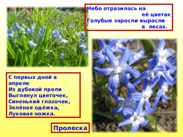 Небо отразилось на  её цветах Голубые заросли выросли  в лесах. С первых дней в апреле Из дубовой прели Выглянул цветочек, Синенький глазочек, Зелёная одёжка, Луковая ножка. Пролеска 