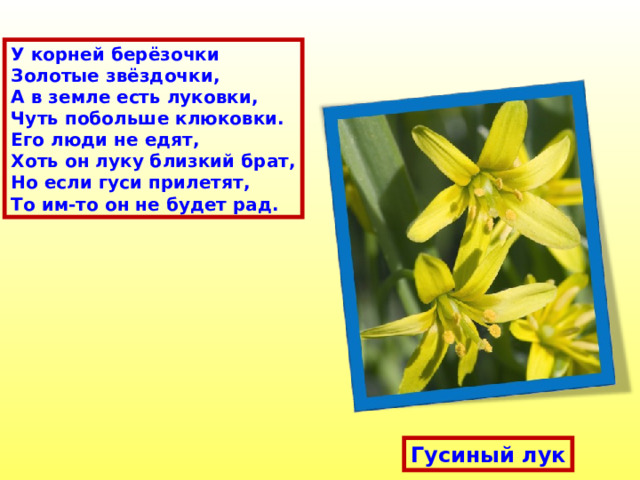 У корней берёзочки Золотые звёздочки, А в земле есть луковки, Чуть побольше клюковки. Его люди не едят, Хоть он луку близкий брат, Но если гуси прилетят, То им-то он не будет рад. Гусиный лук 