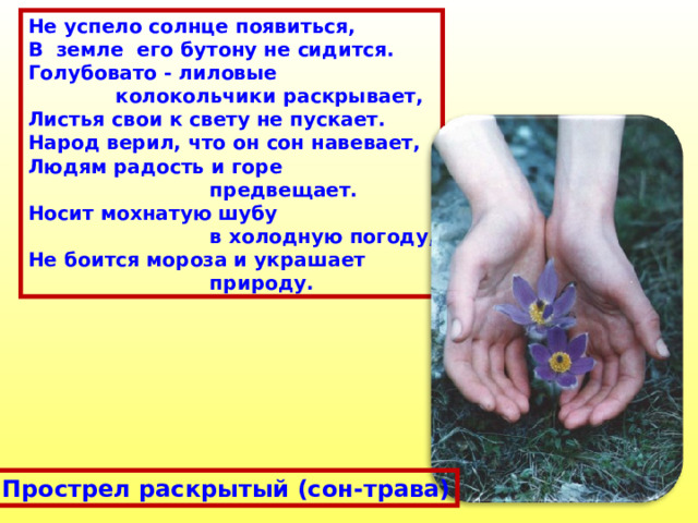 Не успело солнце появиться, В земле его бутону не сидится. Голубовато - лиловые  колокольчики раскрывает, Листья свои к свету не пускает. Народ верил, что он сон навевает, Людям радость и горе  предвещает. Носит мохнатую шубу  в холодную погоду, Не боится мороза и украшает  природу. Прострел раскрытый (сон-трава) 